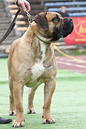 Boerboel wiki