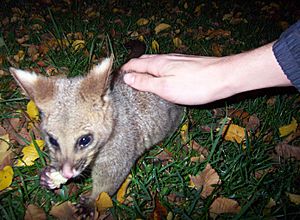 Brushtail possum stroked