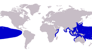 Carangoides orthogrammus distribution.png