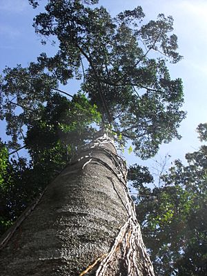 Chiche (Aspidosperma megalocarpon).JPG