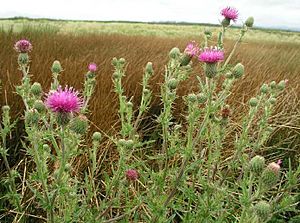 Cirsium hydrophilum hydrophilum.jpg