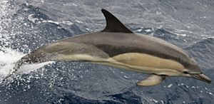 Common Dolphin