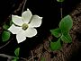 Cornus nuttallii 08546.JPG