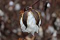 Cotton boll nearly ready for harvest