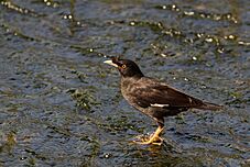 Crested myna, Osaka