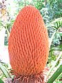 Cycas male cone