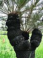 Cycas platyphylla branched trunk