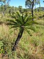 Cycas platyphylla specimen