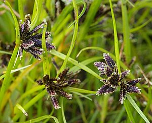 Cyperus Fuscus crop