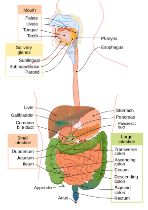 Digestive system diagram en