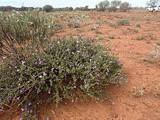 Eremophila enata (habit)