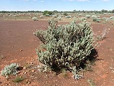 Eremophila rigida (habit)