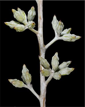 Eucalyptus clelandiorum buds