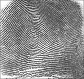 Fingerprint Arch