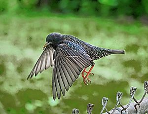 Flying Starling May 2019