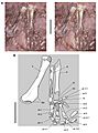 Forelimb of Abrictosaurus