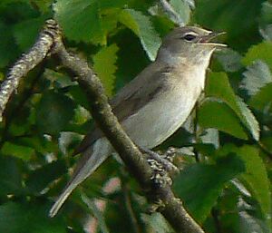 Garden Warbler