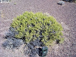 Geasewood Sarcobatus baileyi p024.jpg