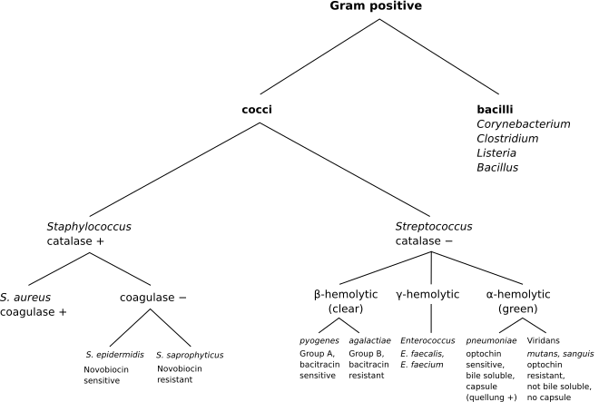 Gram Positive Classification