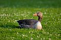 Greylag-goose-63088