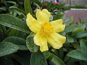 Hibbertia scandens orig.jpg