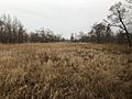 Illinois wetlands