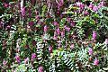 Indigofera australis Eastwood