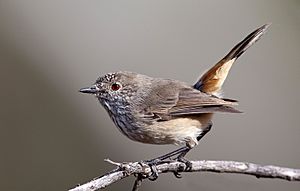 Inland Thornbill (5669197054) - edit.jpg