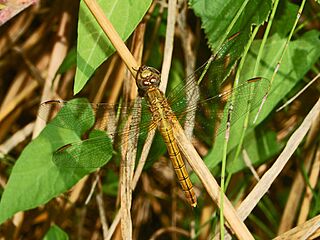 Libellulidae - Orthetrum coerulescens-3