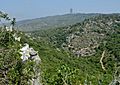 Lilium candidum in Wadi Kelah 1