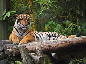 MalayanTiger