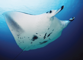 Manta alfredi cruising - journal.pone.0046170.g002A