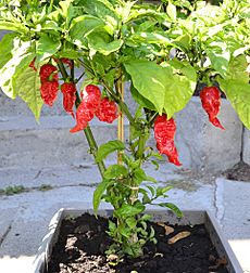 Mature Carolina Reaper