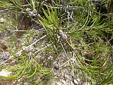 Melaleuca borealis 03