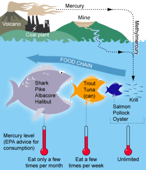 MercuryFoodChain-01