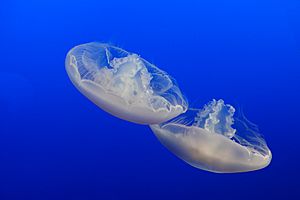 Moon Jelly