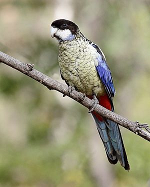 Northern Rosella 3905.jpg