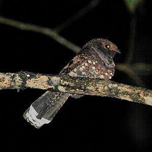 Nyctiphrynus ocellatus Ocellated Poorwill.JPG