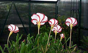 Oxalis versicolor (candycane sorrel)