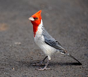 Paroaria coronata -Koke'e State Park, Hawaii, USA-8.jpg