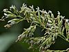 Phalaris arundinacea flowers, rietgras bloempjes (1).jpg