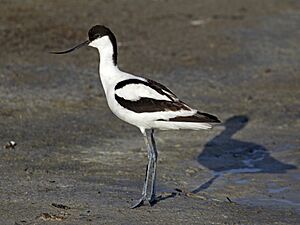 Pied Avocet Recurvirostra avosetta.jpg