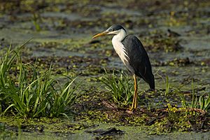 Pied Heron - Fogg Dam.jpg