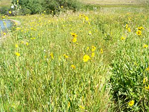 Plant life at Castlewood Lake.