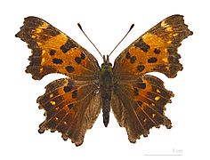 Polygonia faunus MHNT dos