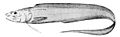 Porogadus miles