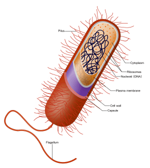 Prokaryote cell