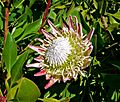 Protea cynaroides 1