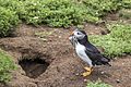 Puffin (Fratercula arctica) outside burrow