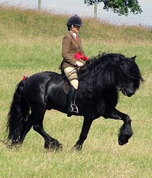 Ridden Dales Pony Stallion